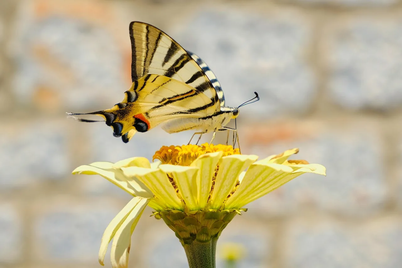 Schwalbenschwanz-Schmetterling auf einer hellen Blüte vor Steinmauer