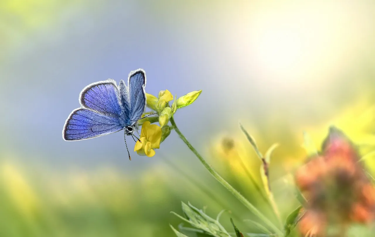 Ein blauer Schmetterling sitzt im warmen Sonnenlicht auf einer Blüte