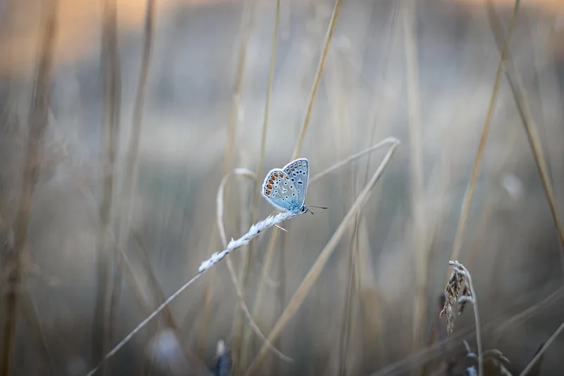 Zarter blauer Schmetterling auf einem Grashalm im Morgenlicht