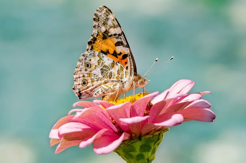 Schmetterling auf einer rosa Zinnie vor türkisfarbenem Hintergrund