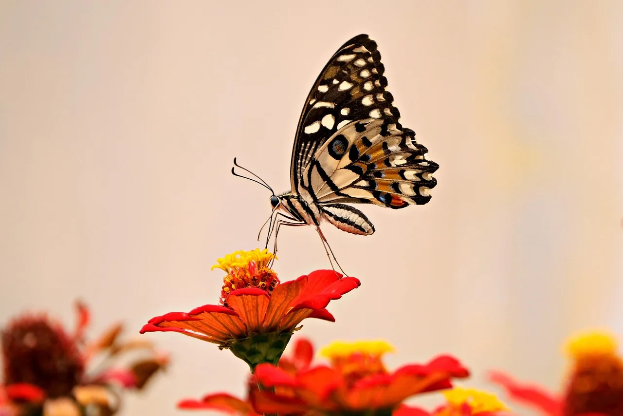 Schmetterling auf leuchtend roten Blüten in weichem Licht